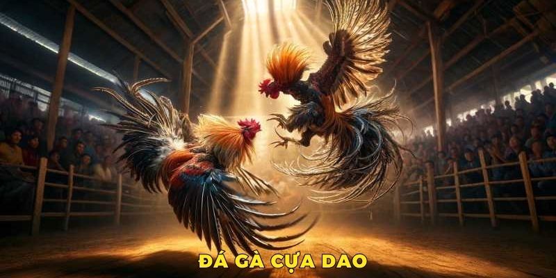 đá gà cựa dao