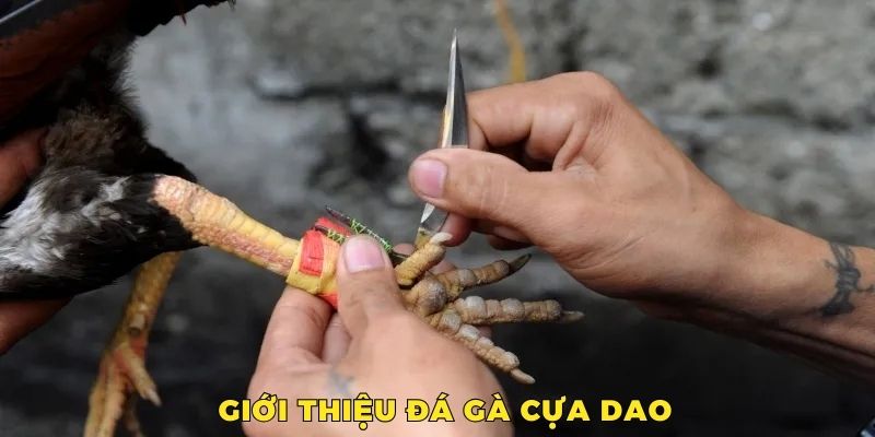 Đá gà cựa dao là bộ môn giải trí đỉnh cao, thu hút đông đảo tín đồ đam mê