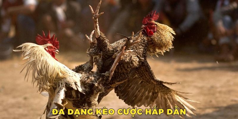 Nhiều kèo cược được triển khai, giúp người theo dõi tha hồ cá độ và thắng lớn