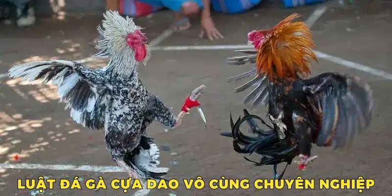 Luật thi đấu chuyên nghiệp, tạo điều kiện để các chiến kê thể hiện tài năng