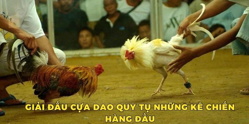 Đa dạng gà chọi có tố chất dũng mãnh được huấn luyện thi đấu cựa dao