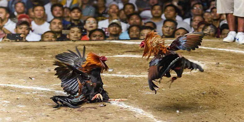 Chọi kê cựa dao hấp dẫn