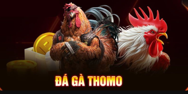đá gà thomo